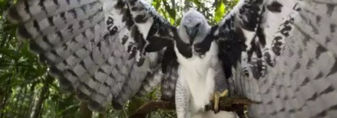 Águia Harpia: A maior ave brasileira