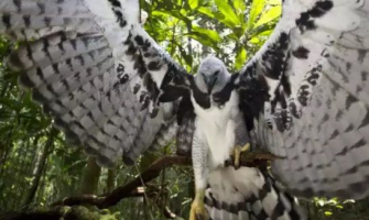 Águia Harpia: A maior ave brasileira